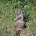 Douglas' Ground Squirrel - Photo (c) Anna Caro, some rights reserved (CC BY-NC-ND), uploaded by Anna Caro