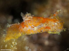 Plocamopherus maderae