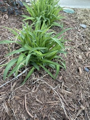 Dianella caerulea producta