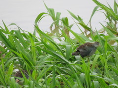 Porphyrio flavirostris