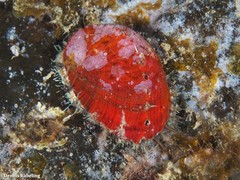 Haliotis tuberculata