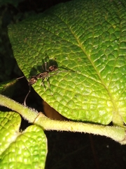 Neoponera aenescens