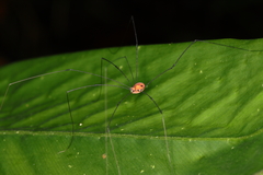 Holcobunus nigripalpis