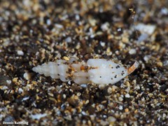 Mangelia attenuata