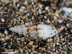 Mangelia attenuata