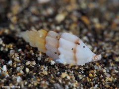 Mangelia attenuata