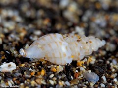 Mangelia costulata
