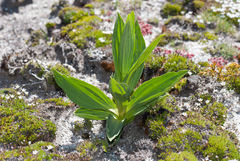 Gentiana lutea