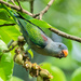 Blue-rumped Parrot - Photo (c) juncong, some rights reserved (CC BY-NC)