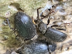 Eleodes littoralis