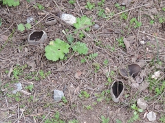 Dissingia leucomelaena