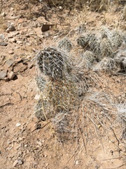 Opuntia trichophora