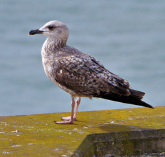 Larus michahellis