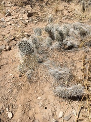Opuntia trichophora