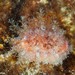 Spotted Cowrie - Photo (c) Dennis Rabeling, some rights reserved (CC BY-NC-ND), uploaded by Dennis Rabeling