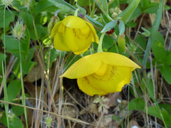 Calochortus amabilis