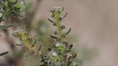 Cryptantha maritima pilosa
