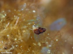 Alvania canariensis
