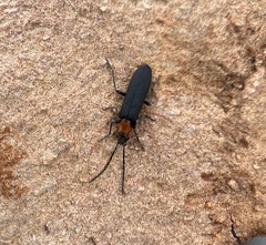 Ischnomera excavata