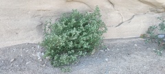 Cryptantha maritima pilosa
