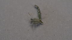 Cryptantha maritima pilosa