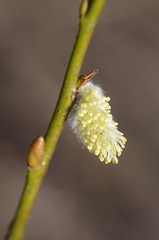 Salix bicolor