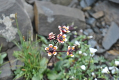 Micranthes melanocentra