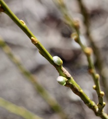 Salix bicolor