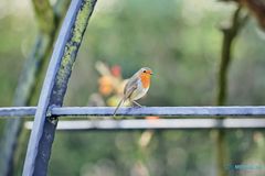 Erithacus rubecula