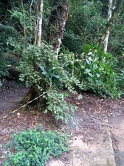 Celtis pallida discolor