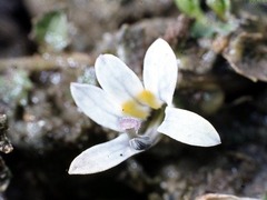 Lobelia perpusilla