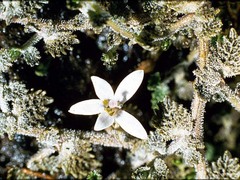 Lobelia perpusilla