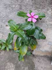 Catharanthus roseus