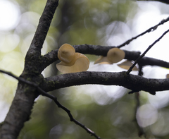 Aleurodiscus vitellinus