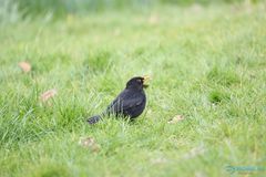 Turdus merula