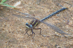 Phanogomphus oklahomensis