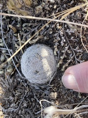 Mammillaria lasiacantha