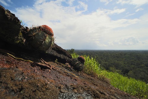 Melocactus neryi