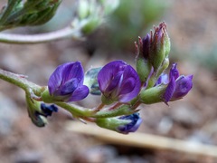 Astragalus allochrous