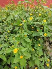 Melampodium divaricatum