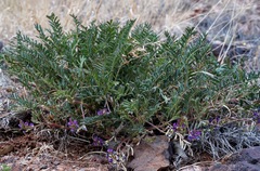 Astragalus allochrous