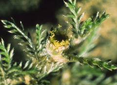 Leptinella maniototo