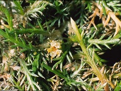 Leptinella maniototo