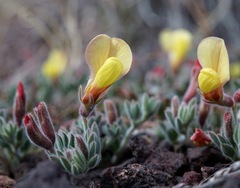 Acmispon neomexicanus
