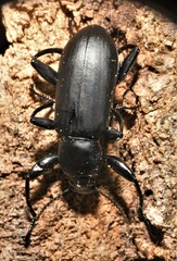 Merinus laevis