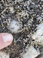 Mammillaria lasiacantha