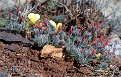 Acmispon neomexicanus