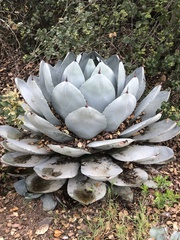 Agave parryi truncata