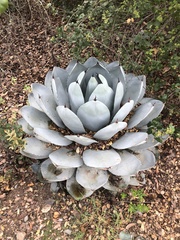 Agave parryi truncata