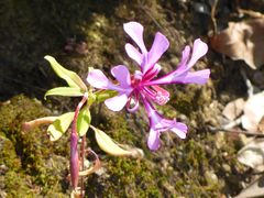 Clarkia concinna